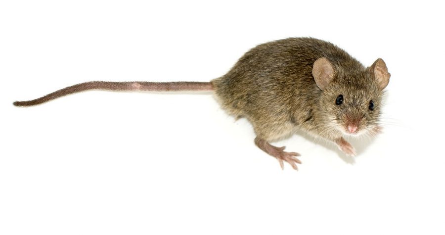 Mice Invade Dillon Residence Hall