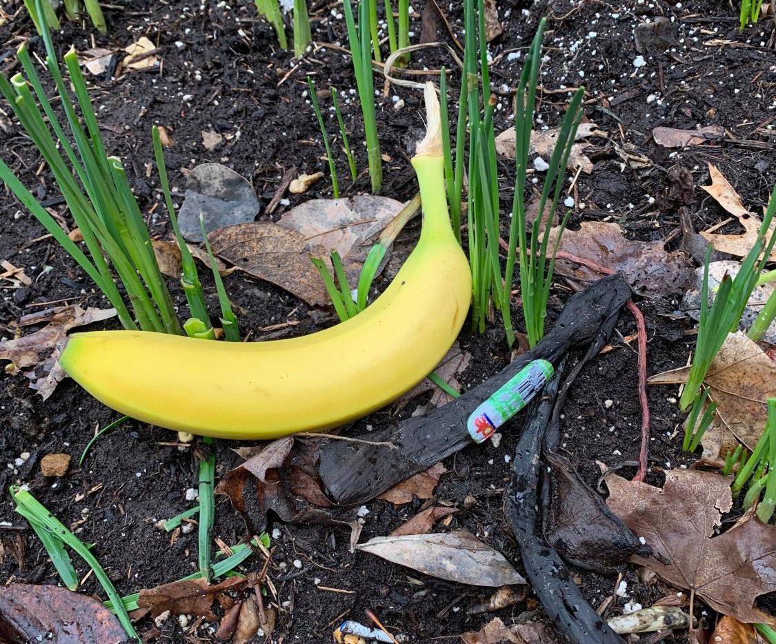 Bananas+Found+On+Campus
