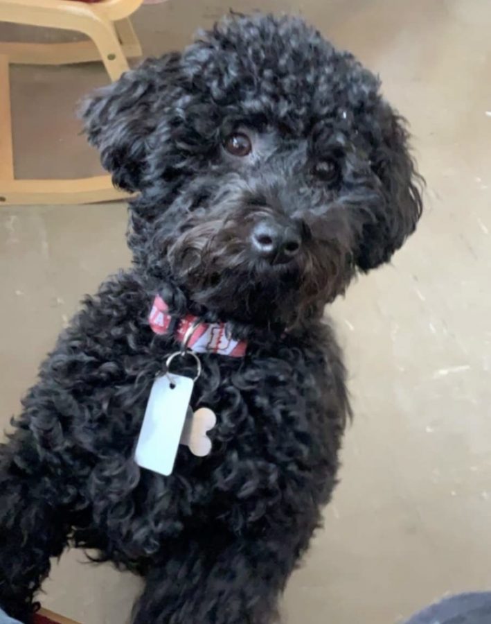 Clementine belongs to sophomore Rae Martz. Martz just got Clementine in 2019. She has been living with Martz on campus and both Martz and Clementine had to adjust to the distant-learning process.