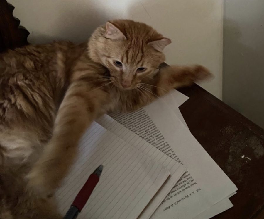 Junior Annabel Knapp’s cat, Goose, likes to lay on top of Knapp’s notes that she takes during her online classes. “Having my pet with me while I work allows for a source of stress relief and provides a bit of laughter when he starts to act crazy,” said Knapp. 