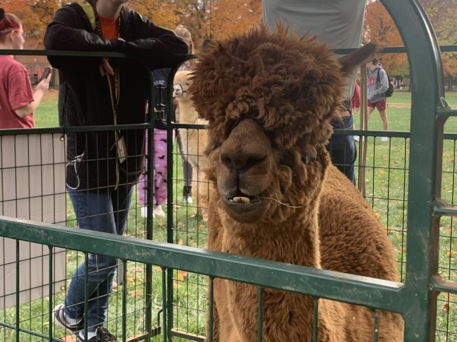 An alpaca at the event