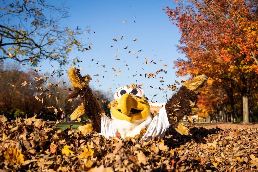 Ernie the Eagle playing in the leaves