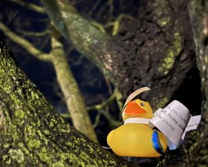 Rubber duck in a tree