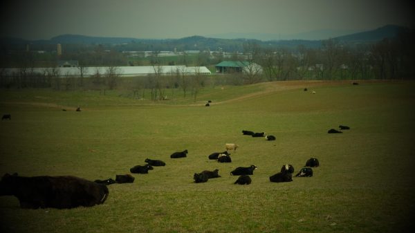 Cows laying in a field with the blue ridge mountains in the background. Apparently, cow tipping is very real thing and is an illegal activity that could get you arrested or shot. 