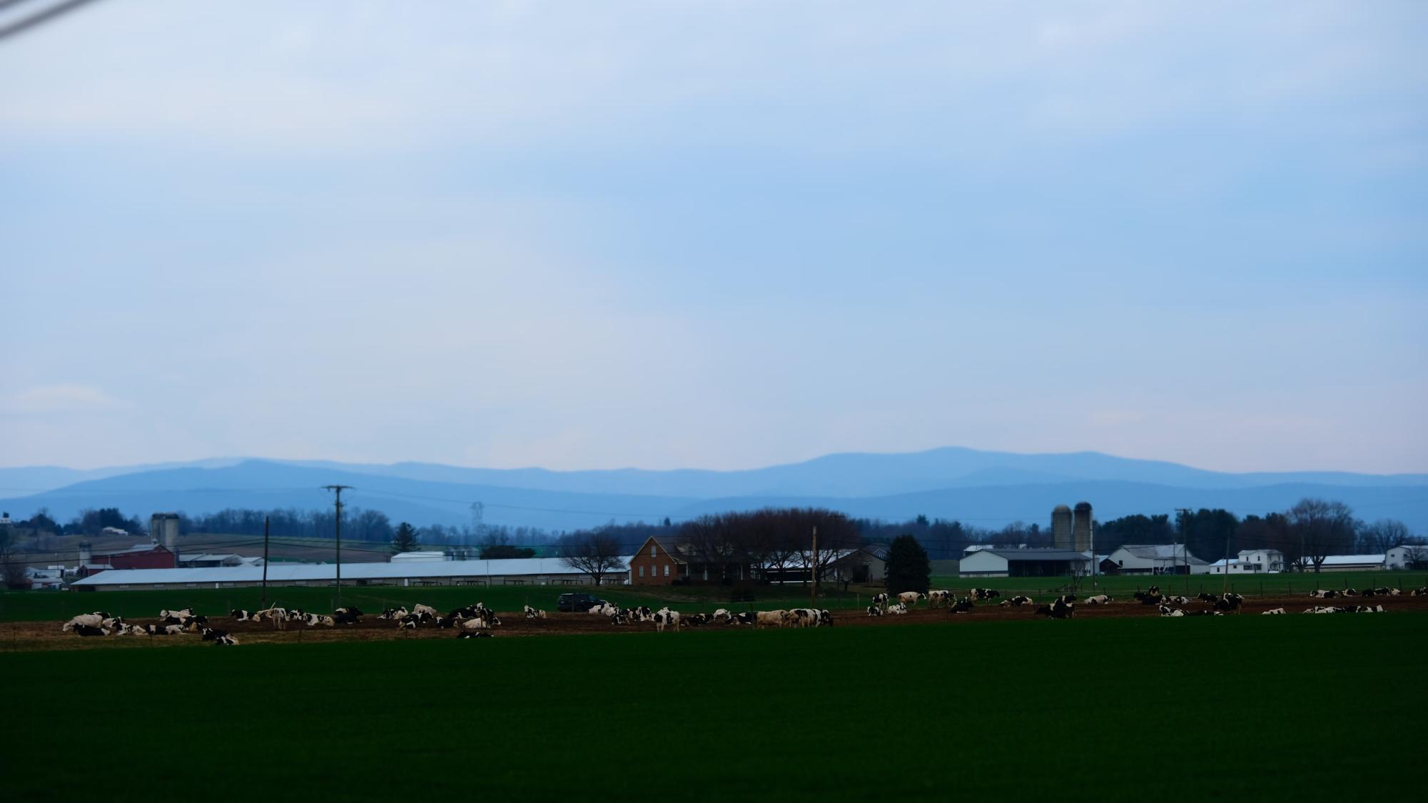 Cows+in+the+Shenandoah+Valley