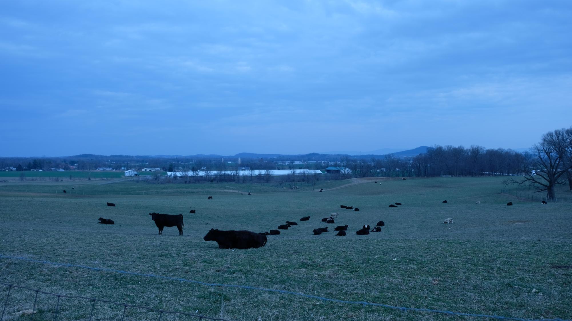 Cows+in+the+Shenandoah+Valley