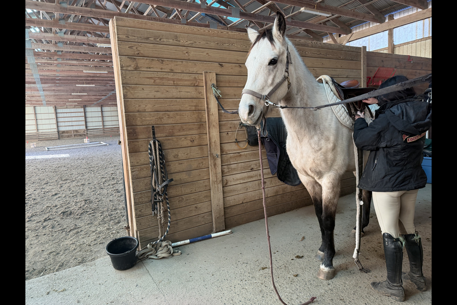  Bridgewater College student Tatum Hannigan tacking up for a lesson. Members of the BC IHSA team are expected to clean and tack their assigned horse before every lesson.