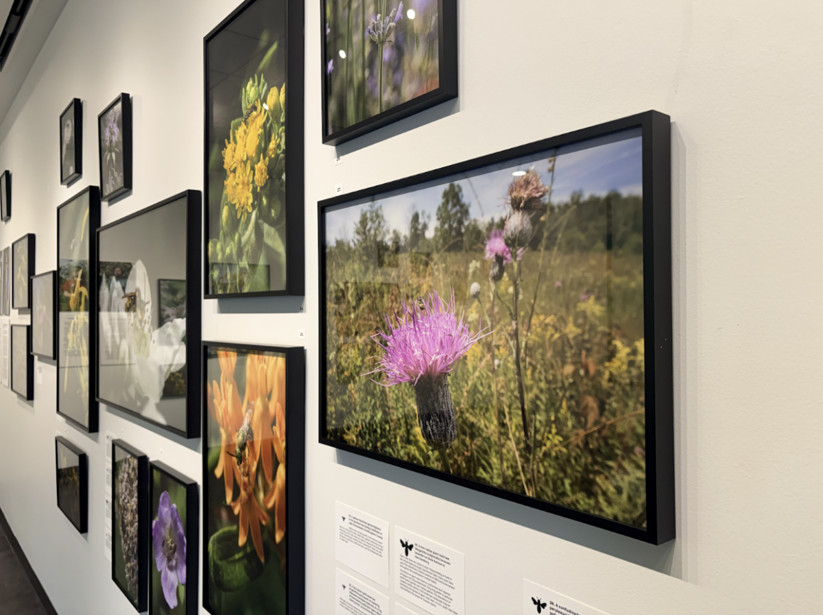 Photographs by Scott Jost are displayed in the Beverly Perdue Art Gallery. The goal is to spread awareness about native bees.