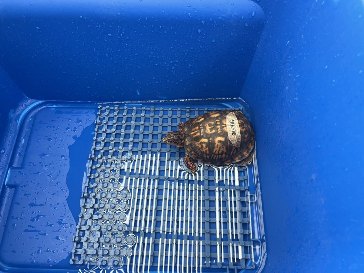  A turtle soaking inside its specialty enclosure, which occurs twice a week. This opportunity provides a change in environment and space to move around. 